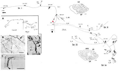 Axon Collaterals and Brain States